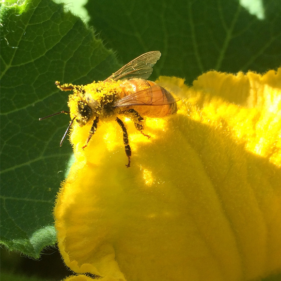 Meet your Posher, Cindy - Picture 1 of 2